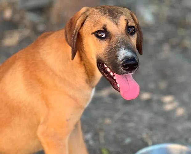Kira, braun female puppy Mixed Breed for adoption at A.C.E. Animal Compassion Europe - Tiere in Not e.V.