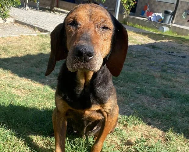 Lischen, braun female senior Mixed Breed for adoption at A.C.E. Animal Compassion Europe - Tiere in Not e.V.