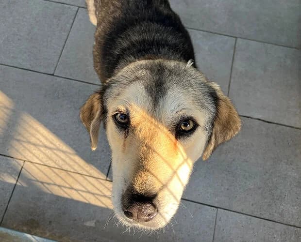Elfie, grau beige female senior Mixed Breed for adoption at A.C.E. Animal Compassion Europe - Tiere in Not e.V.