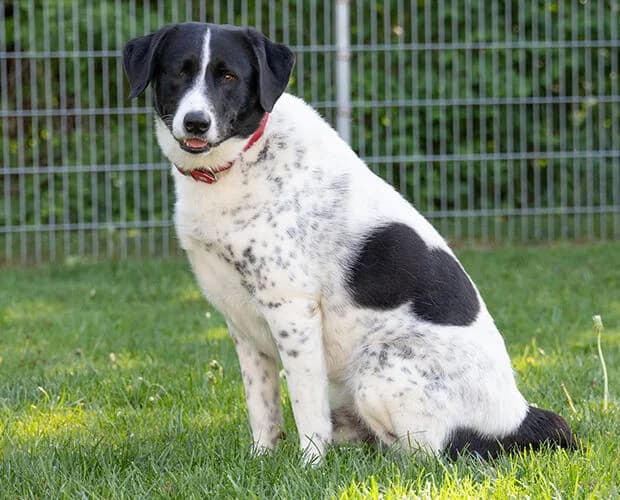 Mosel, schwarz weiss male 3yo Mixed Breed for adoption at A.C.E. Animal Compassion Europe - Tiere in Not e.V.