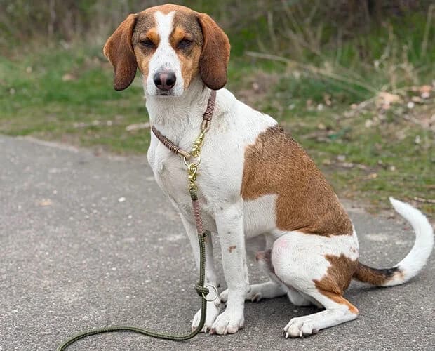 Paul, weiss braun male 4yo Mixed Breed for adoption at A.C.E. Animal Compassion Europe - Tiere in Not e.V.