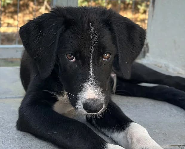George, schwarz weiss male puppy Mixed Breed for adoption at A.C.E. Animal Compassion Europe - Tiere in Not e.V.