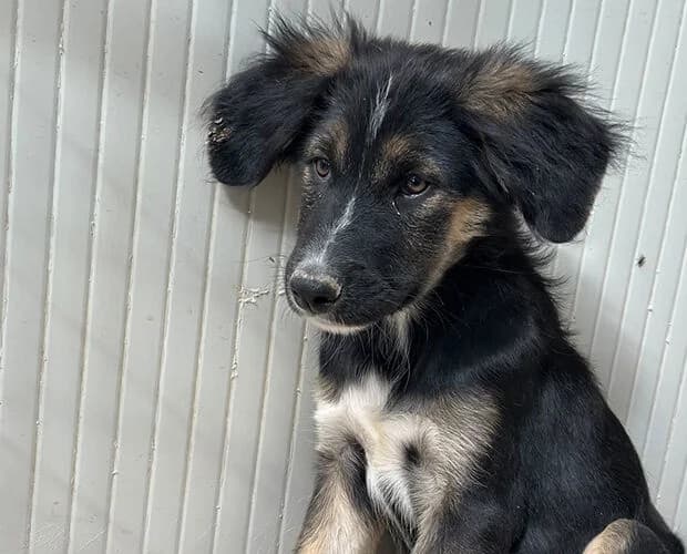 Geronimo, schwarz weiss male puppy Mixed Breed for adoption at A.C.E. Animal Compassion Europe - Tiere in Not e.V.