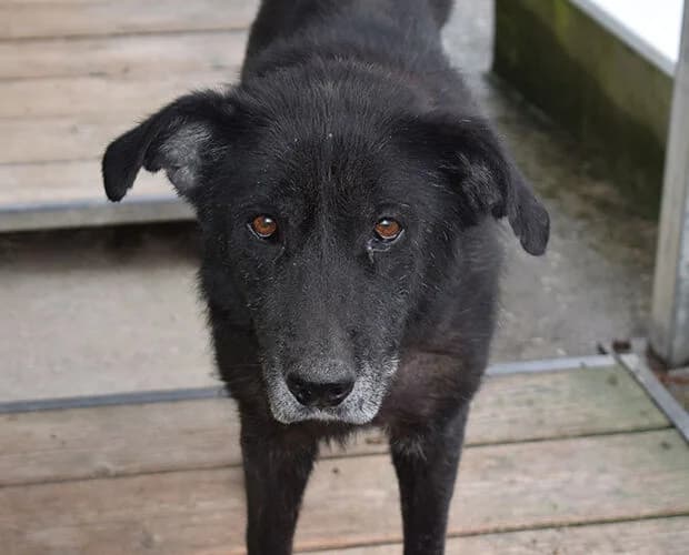 BΓ€rli, schwarz male senior Mixed Breed for adoption at A.C.E. Animal Compassion Europe - Tiere in Not e.V.