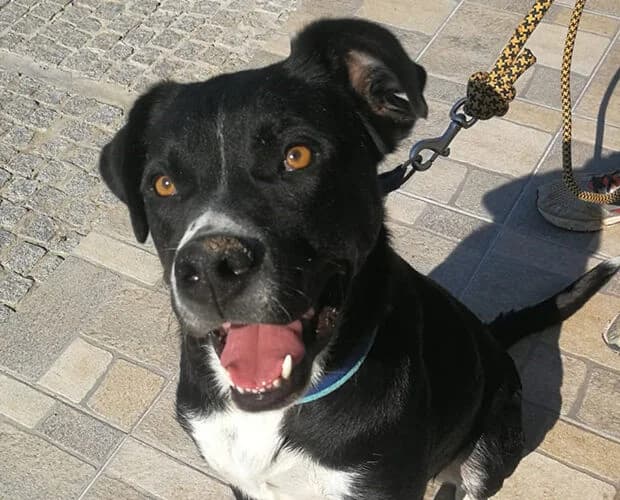 Jimbo, schwarz weiss male senior Mixed Breed for adoption at A.C.E. Animal Compassion Europe - Tiere in Not e.V.