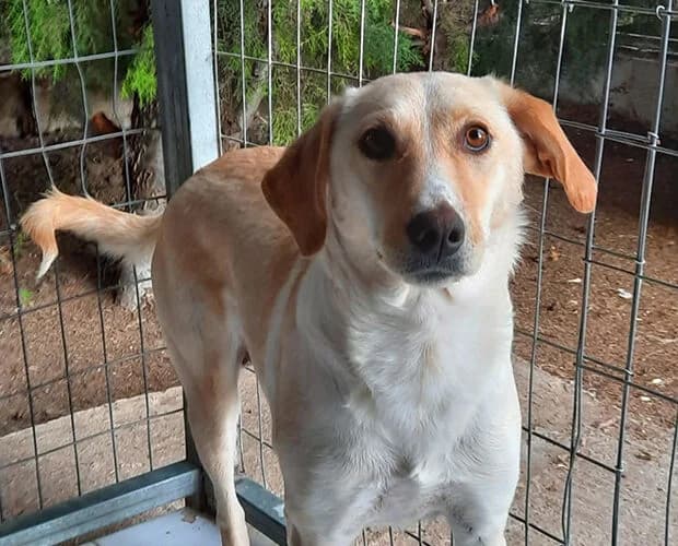 Mira, beige female 5yo Mixed Breed for adoption at A.C.E. Animal Compassion Europe - Tiere in Not e.V.