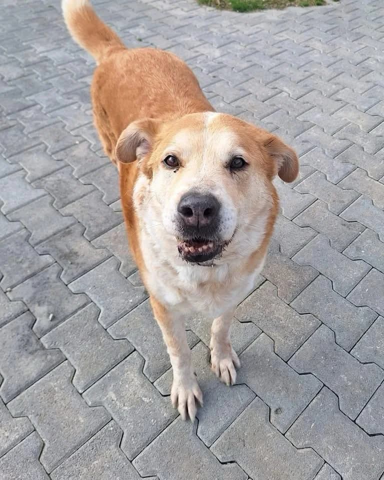 Attik (Αττικ), Mixed Breed for adoption at Adespota Athens, Athens