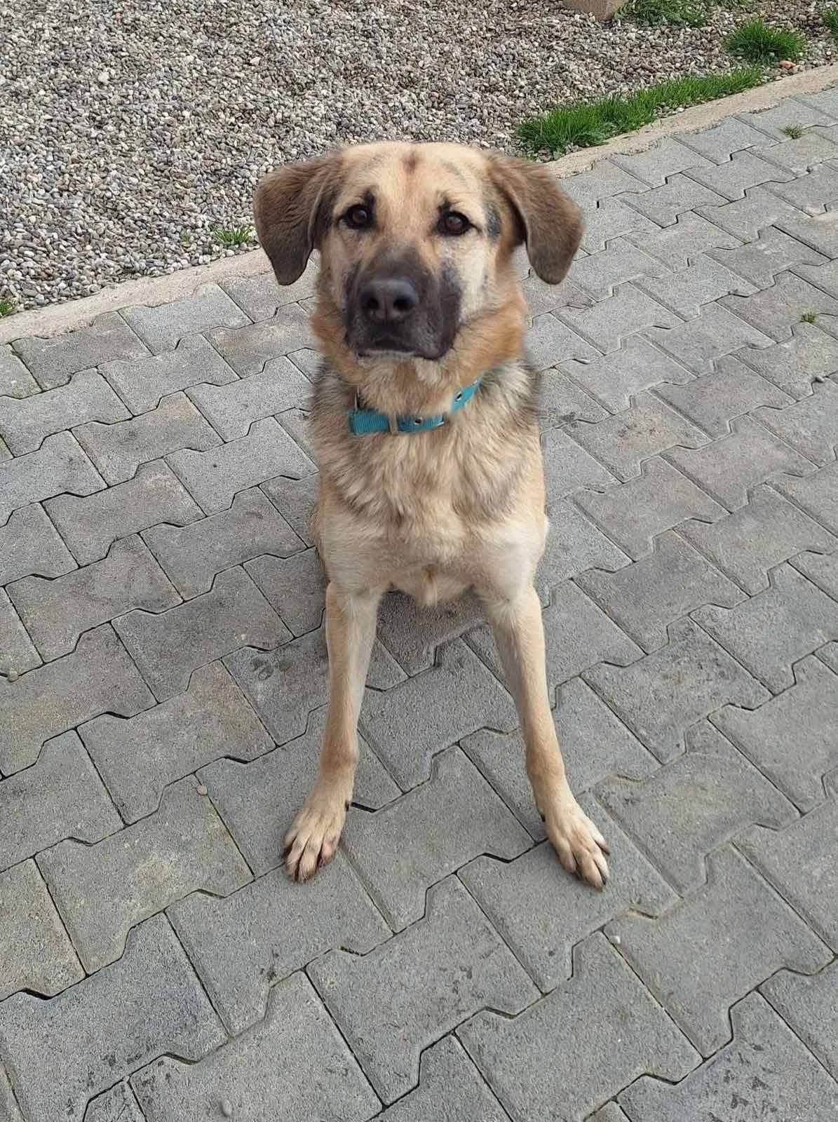 Mpentzy (Μπεντζυ), Mixed Breed for adoption at Adespota Athens, Athens