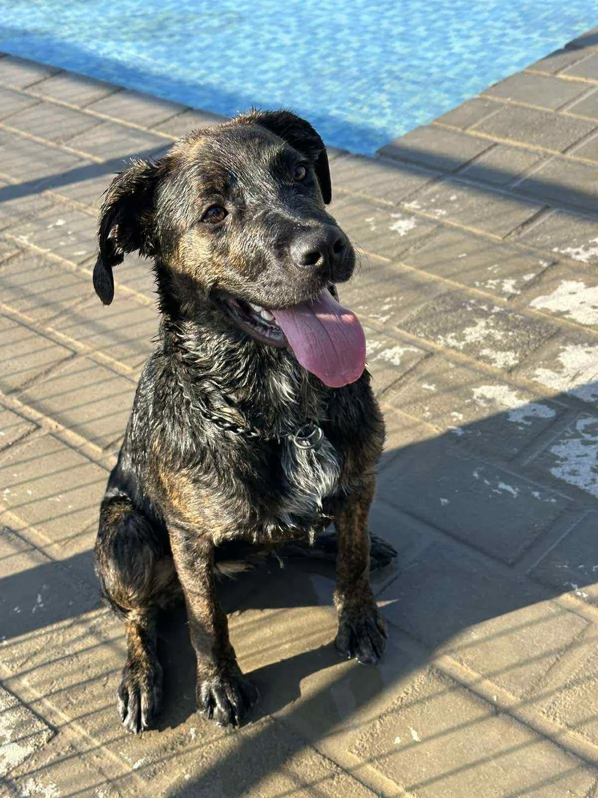 Mproyna (yiothetithike ❤️) (Μπρούνα (υιοθετήθηκε ❤️)), Mixed Breed for adoption at Adespota Athens, Athens