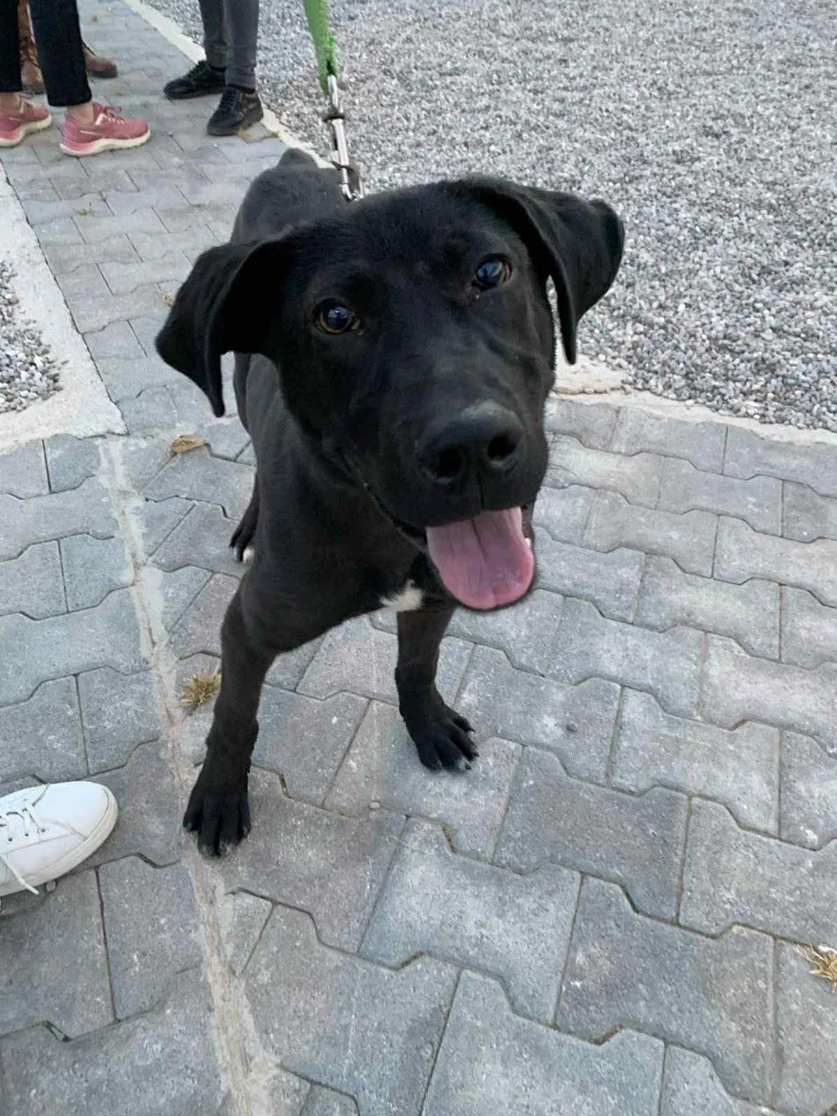 Mproyno (yiothetithike) (Μπρούνο (υιοθετήθηκε)), Mixed Breed for adoption at Adespota Athens, Athens