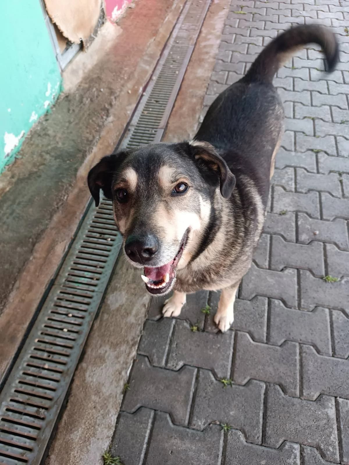 Ermis (Ερμής), Mixed Breed for adoption at Adespota Athens, Athens