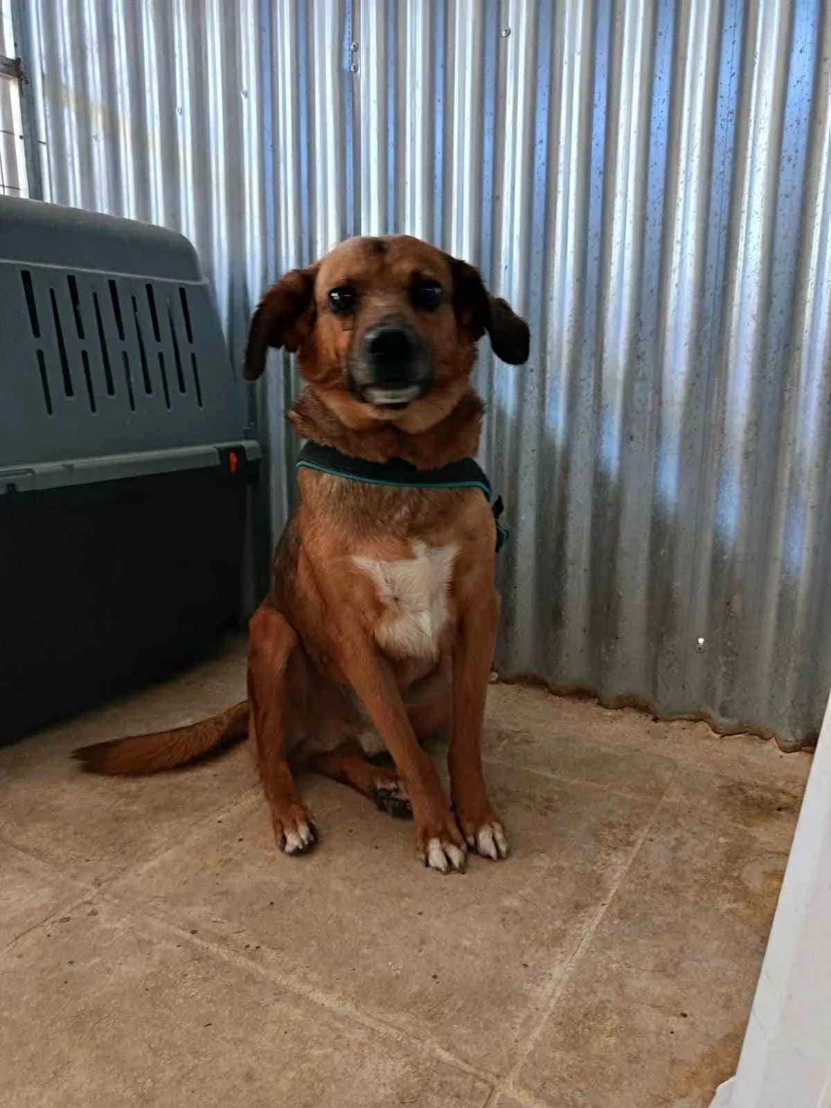 Ermis (Ερμής), Mixed Breed for adoption at Adespota Athens, Athens
