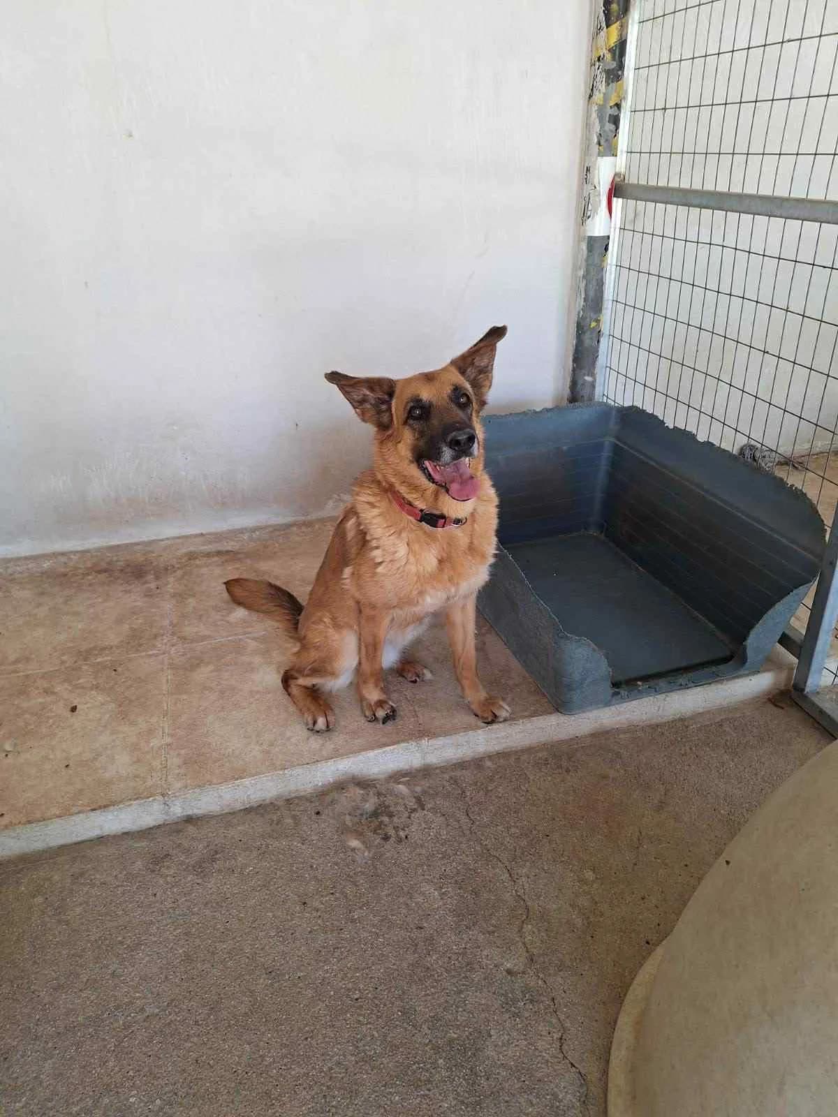 Eya (Εύα), Mixed Breed for adoption at Adespota Athens, Athens