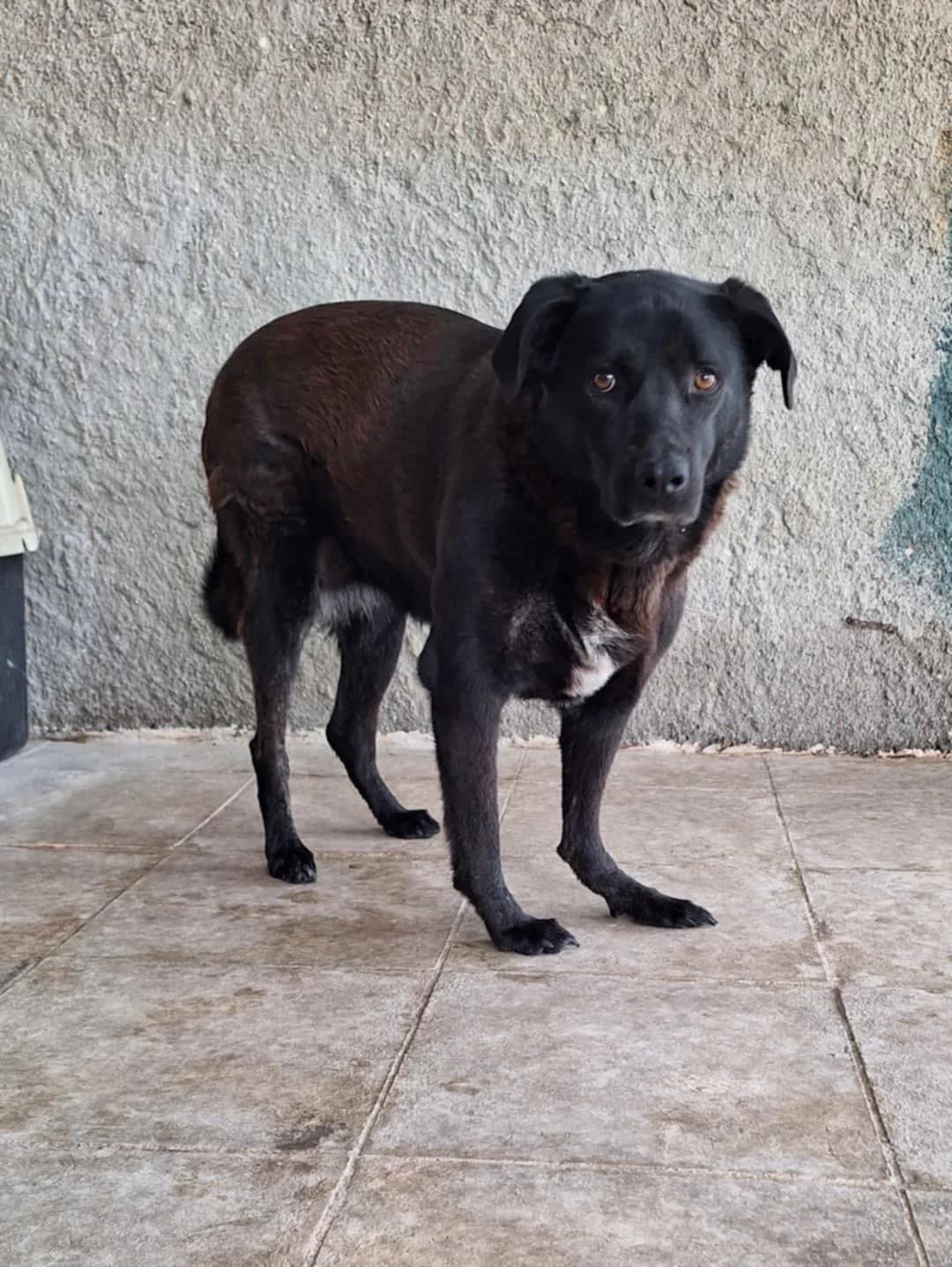 Ismini (Ισμηνη), Mixed Breed for adoption at Adespota Athens, Athens