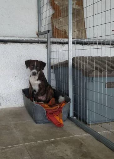 Karlito (Καρλίτο), Mixed Breed for adoption at Adespota Athens, Athens