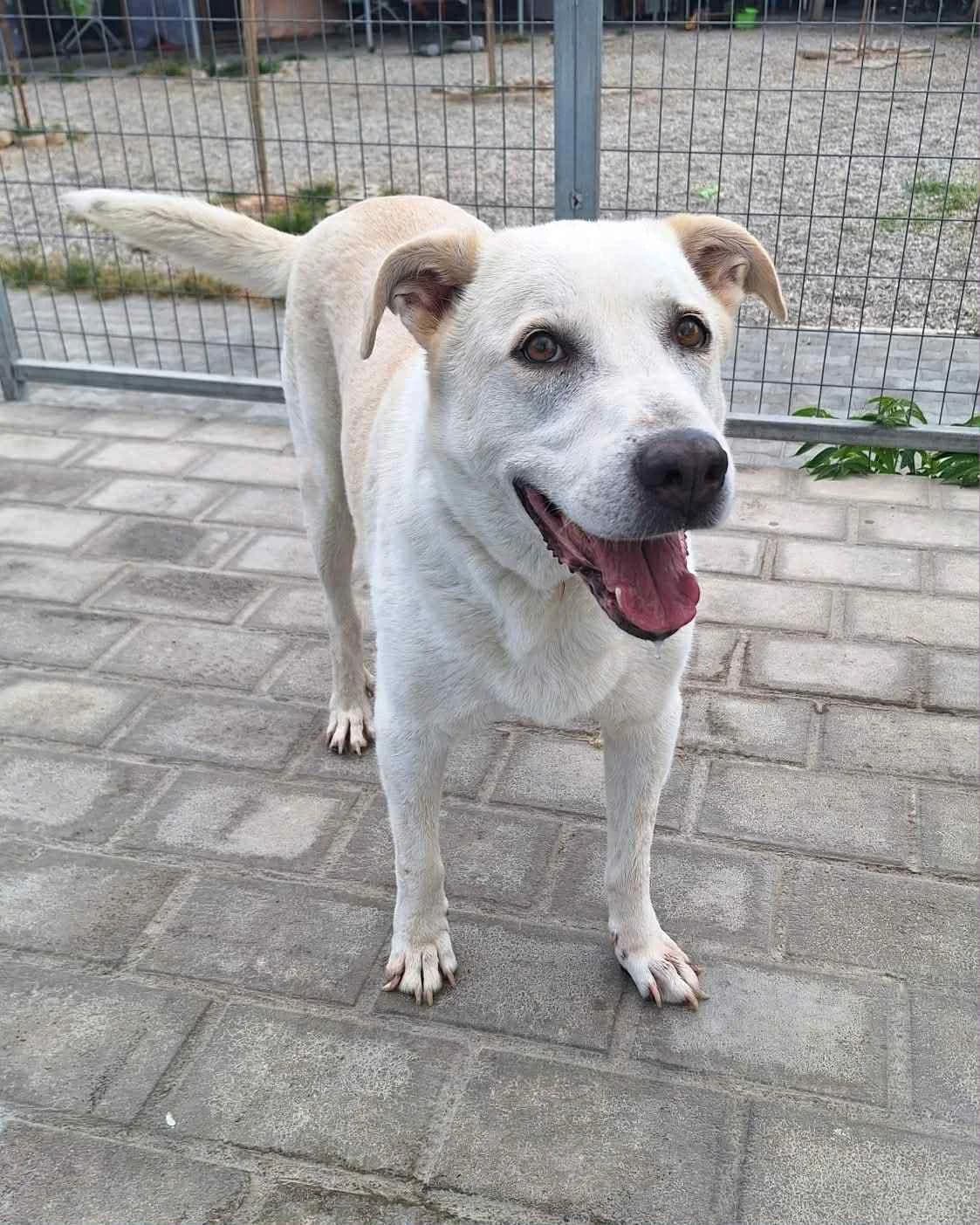 Kasper (Κάσπερ), Mixed Breed for adoption at Adespota Athens, Athens