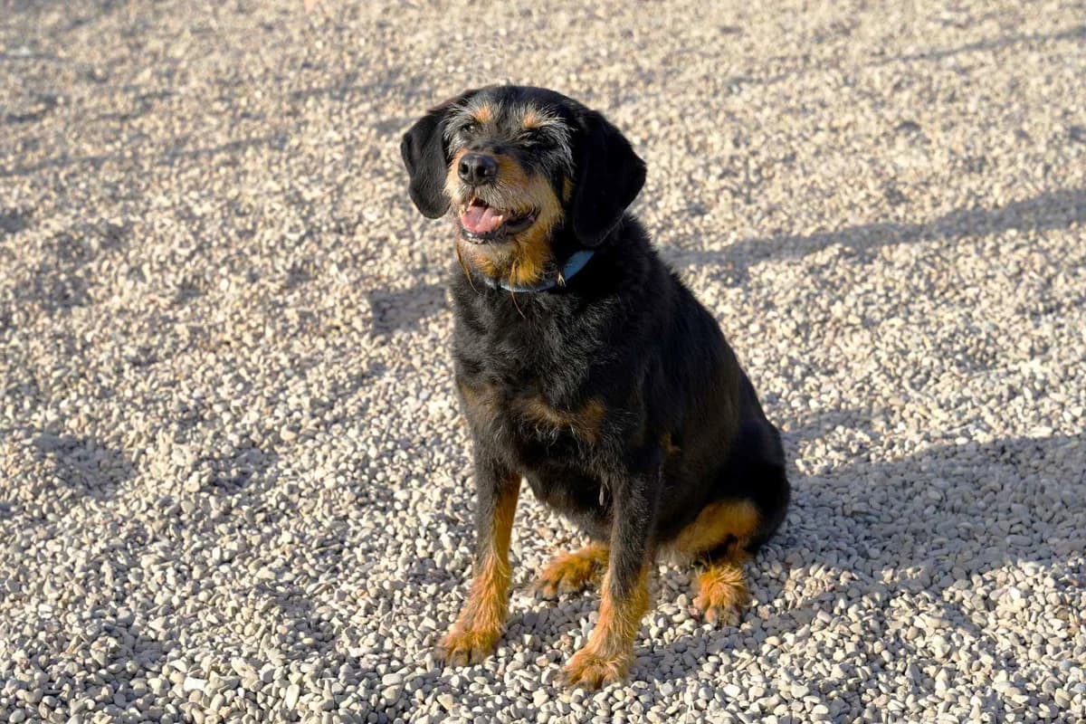 Klara (yiothetithike) (Κλάρα (υιοθετήθηκε)), Mixed Breed for adoption at Adespota Athens, Athens