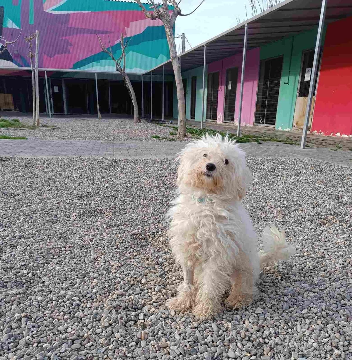 Lelos (Λελος), Mixed Breed for adoption at Adespota Athens, Athens