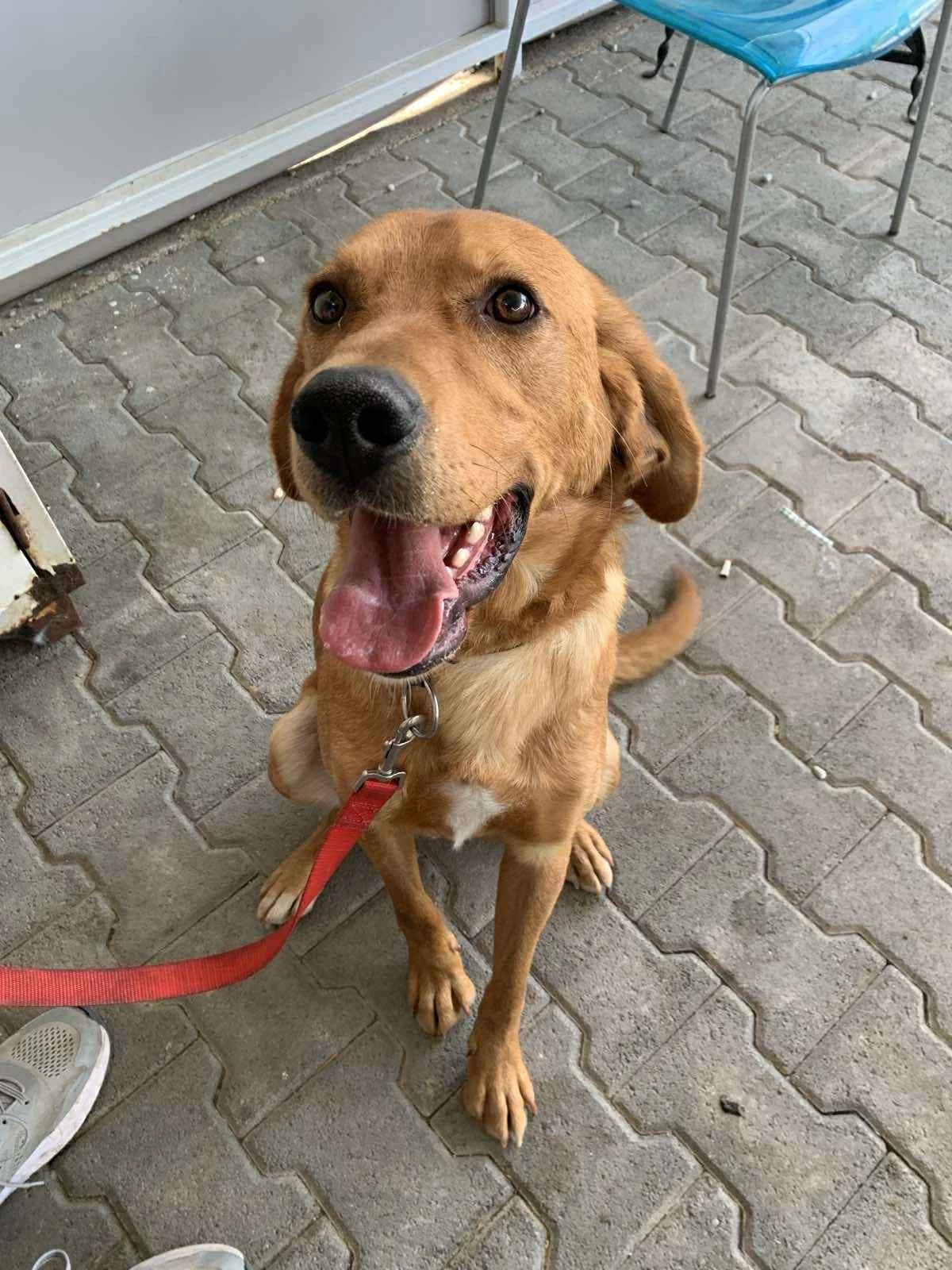 Marios (yiothetithike ❤️) (Μάριος (υιοθετήθηκε ❤️)), Mixed Breed for adoption at Adespota Athens, Athens