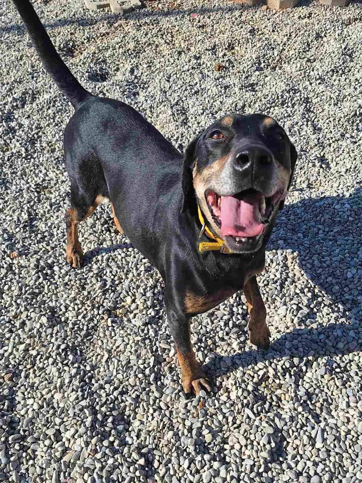 Melios (Μέλιος), Mixed Breed for adoption at Adespota Athens, Athens