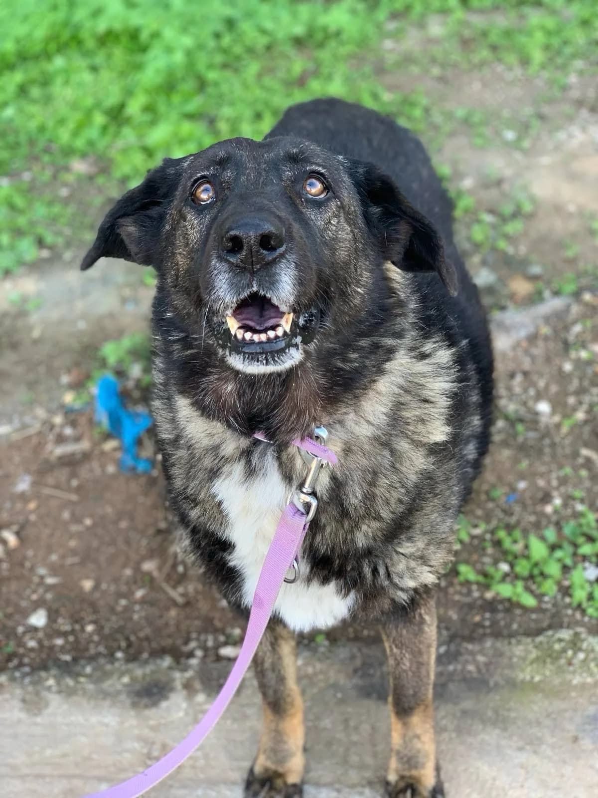 Nomi (Νομη), Mixed Breed for adoption at Adespota Athens, Athens