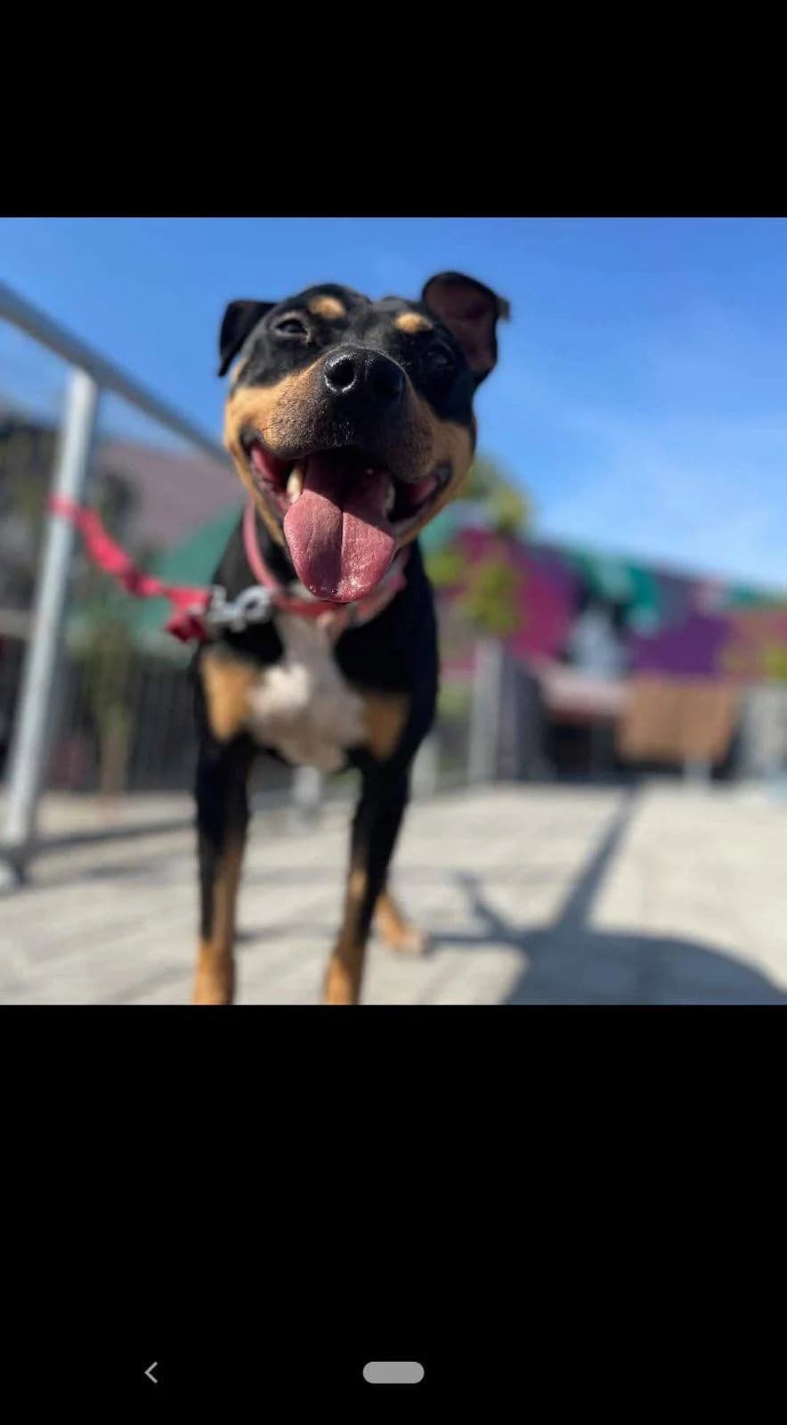 Rachil (Ραχηλ), Mixed Breed for adoption at Adespota Athens, Athens