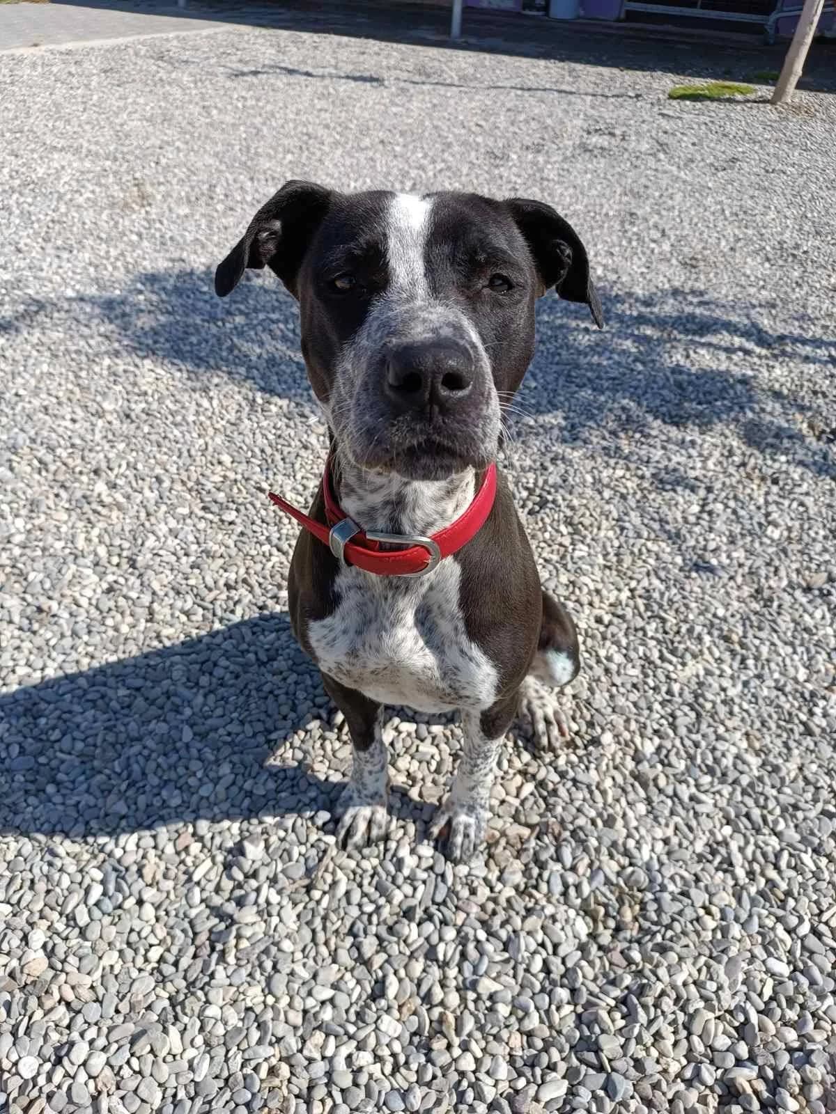 Tamara (Ταμάρα), Mixed Breed for adoption at Adespota Athens, Athens