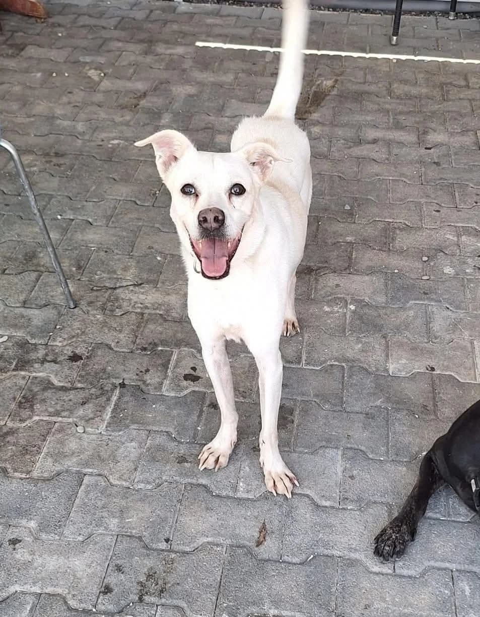 Tayson (Τάυσον), Mixed Breed for adoption at Adespota Athens, Athens