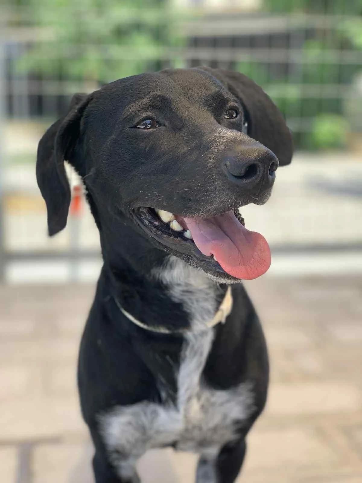 Timos (Τίμος), Mixed Breed for adoption at Adespota Athens, Athens