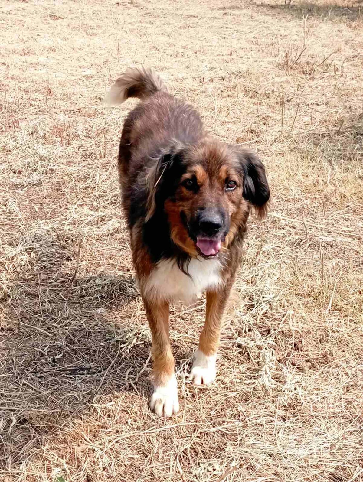 Zois (Ζώης), Mixed Breed for adoption at Αδέσποτοι Φίλοι Ξάνθης, Ξάνθη