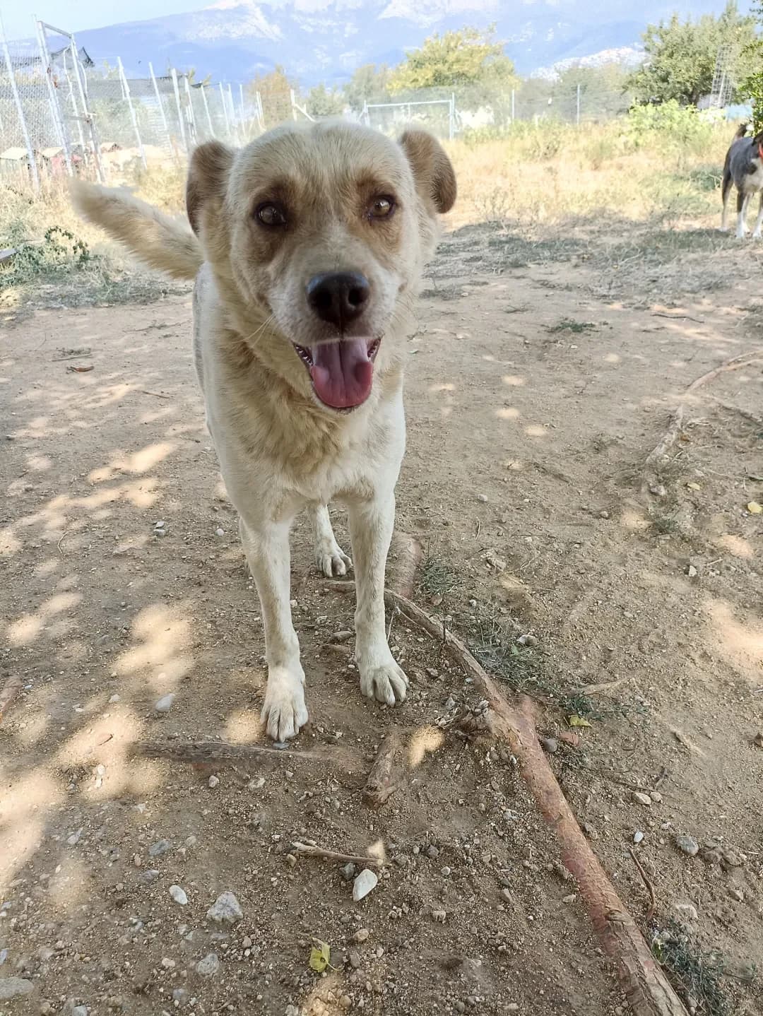 Agapios (Αγάπιος), Mixed Breed for adoption at Αδέσποτοι Φίλοι Ξάνθης, Ξάνθη