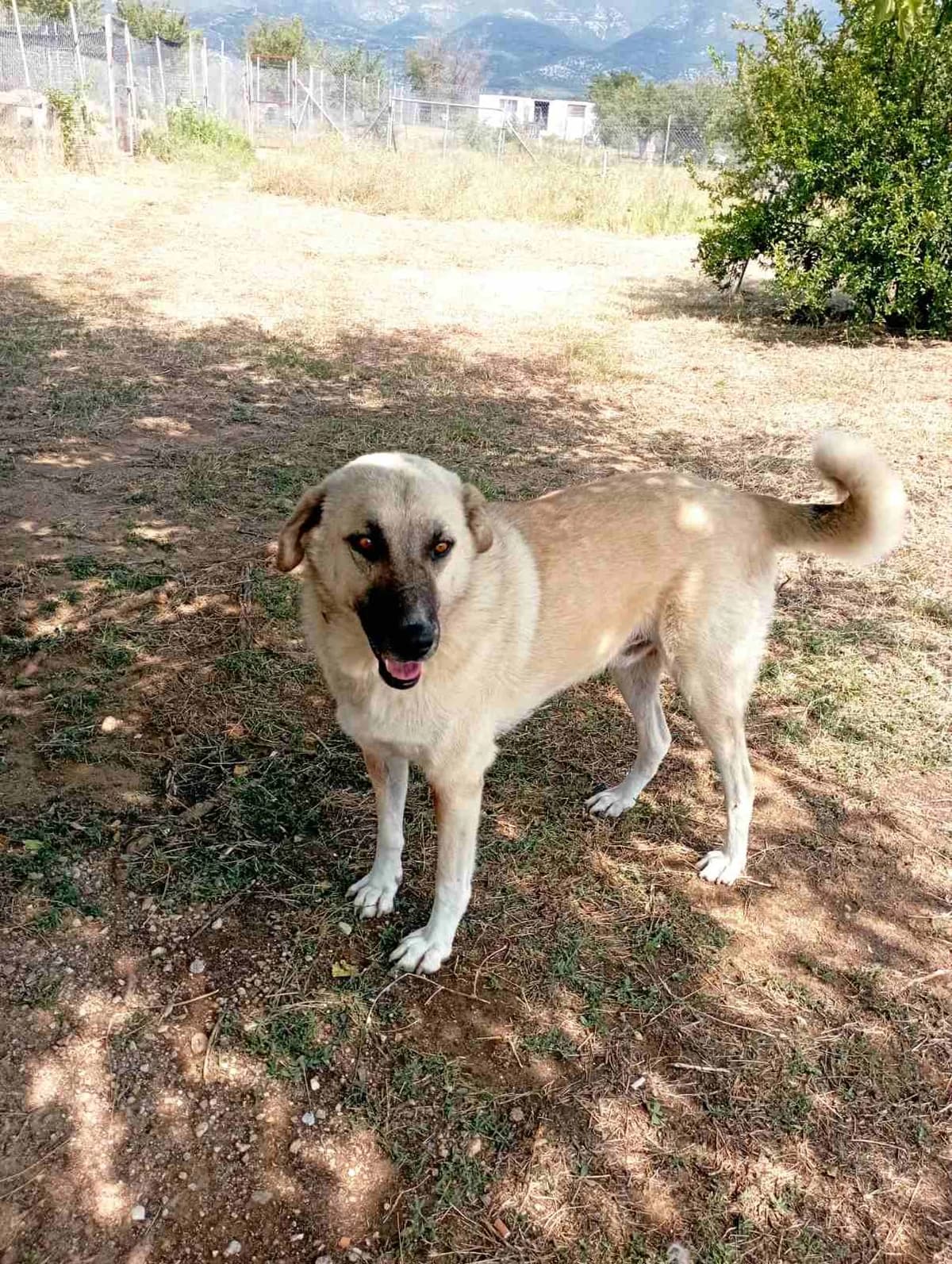 Thodoris (Θοδωρής), Mixed Breed for adoption at Αδέσποτοι Φίλοι Ξάνθης, Ξάνθη