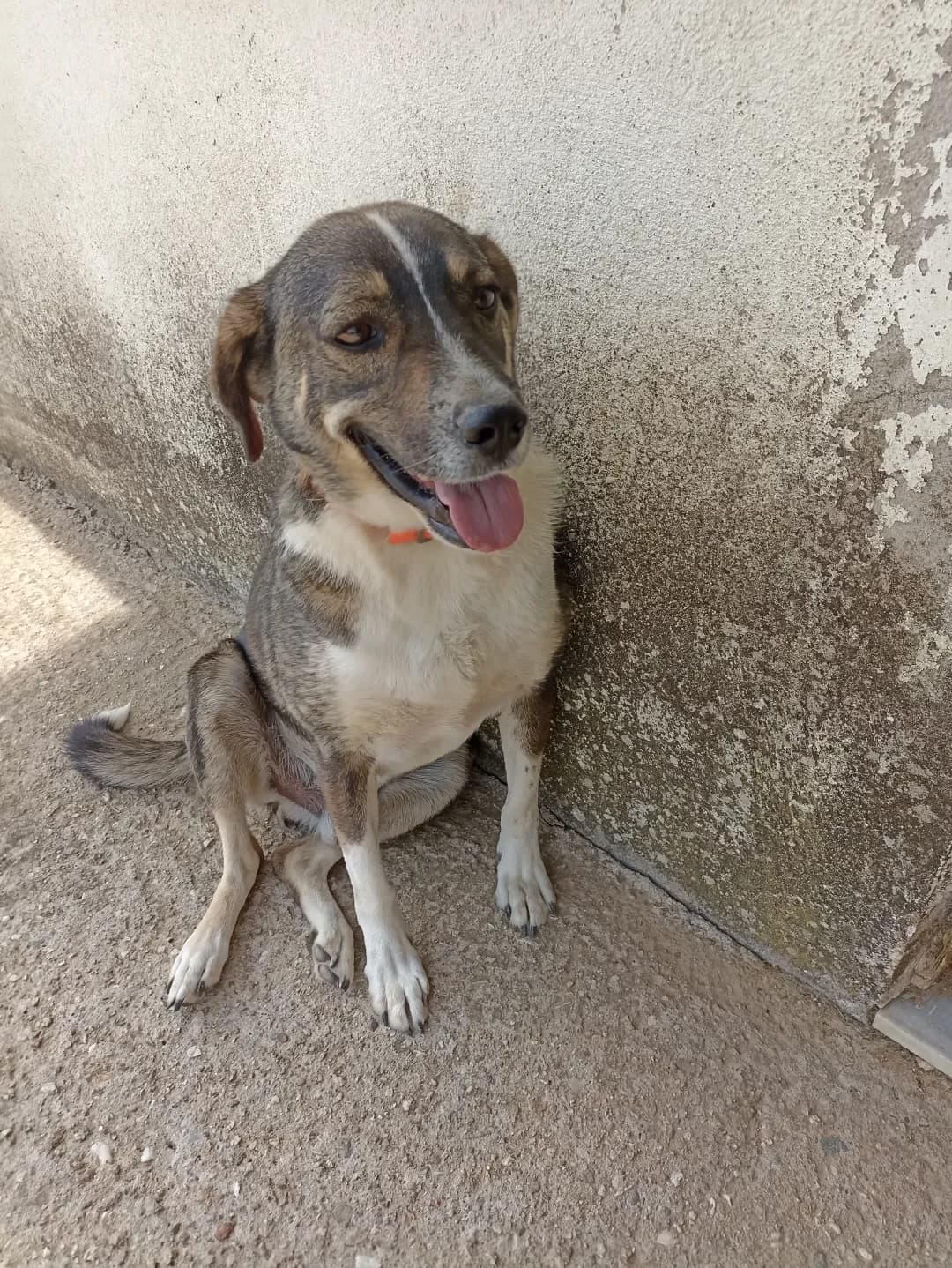 Paris (Πάρης), Mixed Breed for adoption at Αδέσποτοι Φίλοι Ξάνθης, Ξάνθη