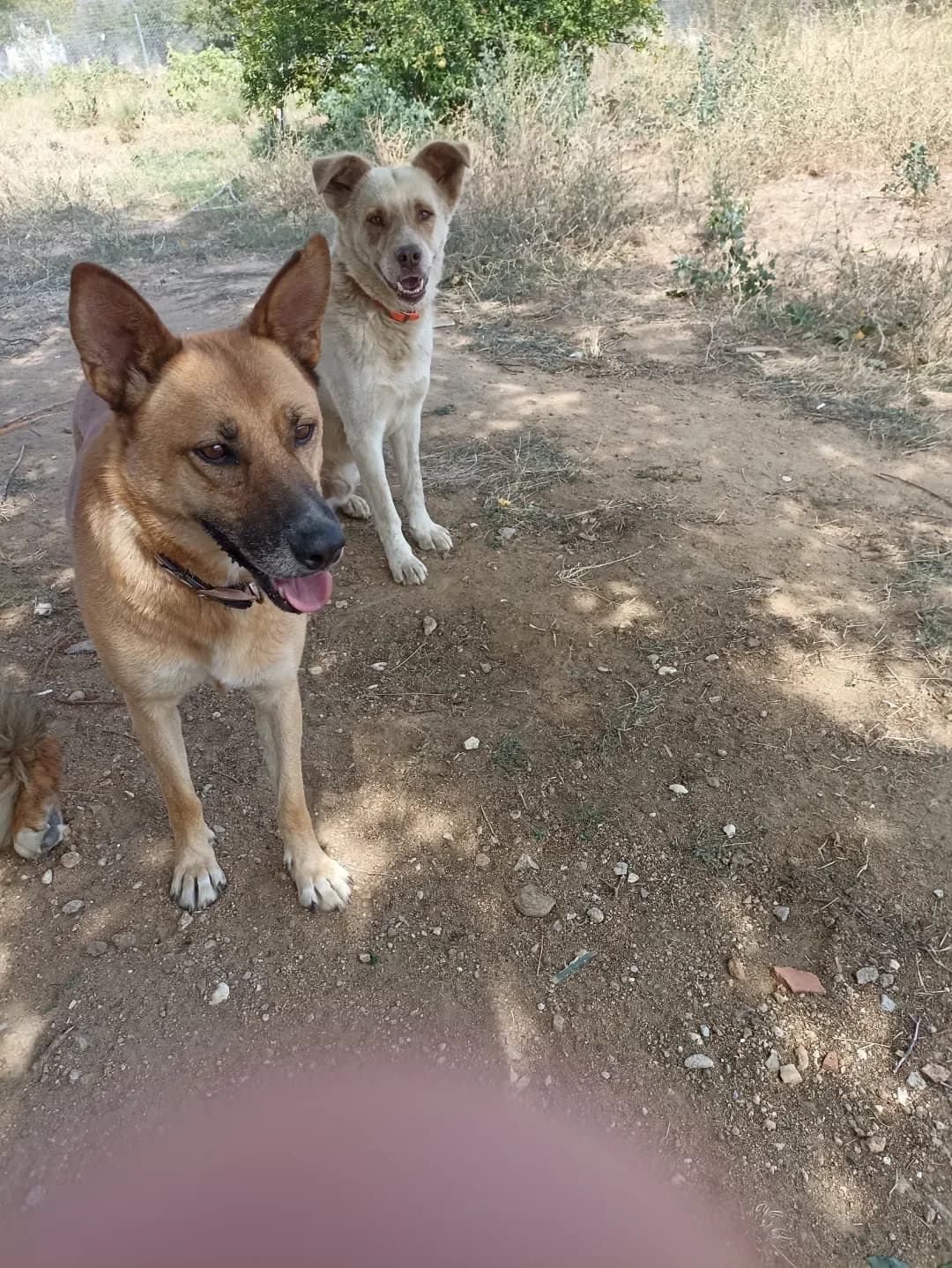 Zozo (Ζωζώ), Mixed Breed for adoption at Αδέσποτοι Φίλοι Ξάνθης, Ξάνθη