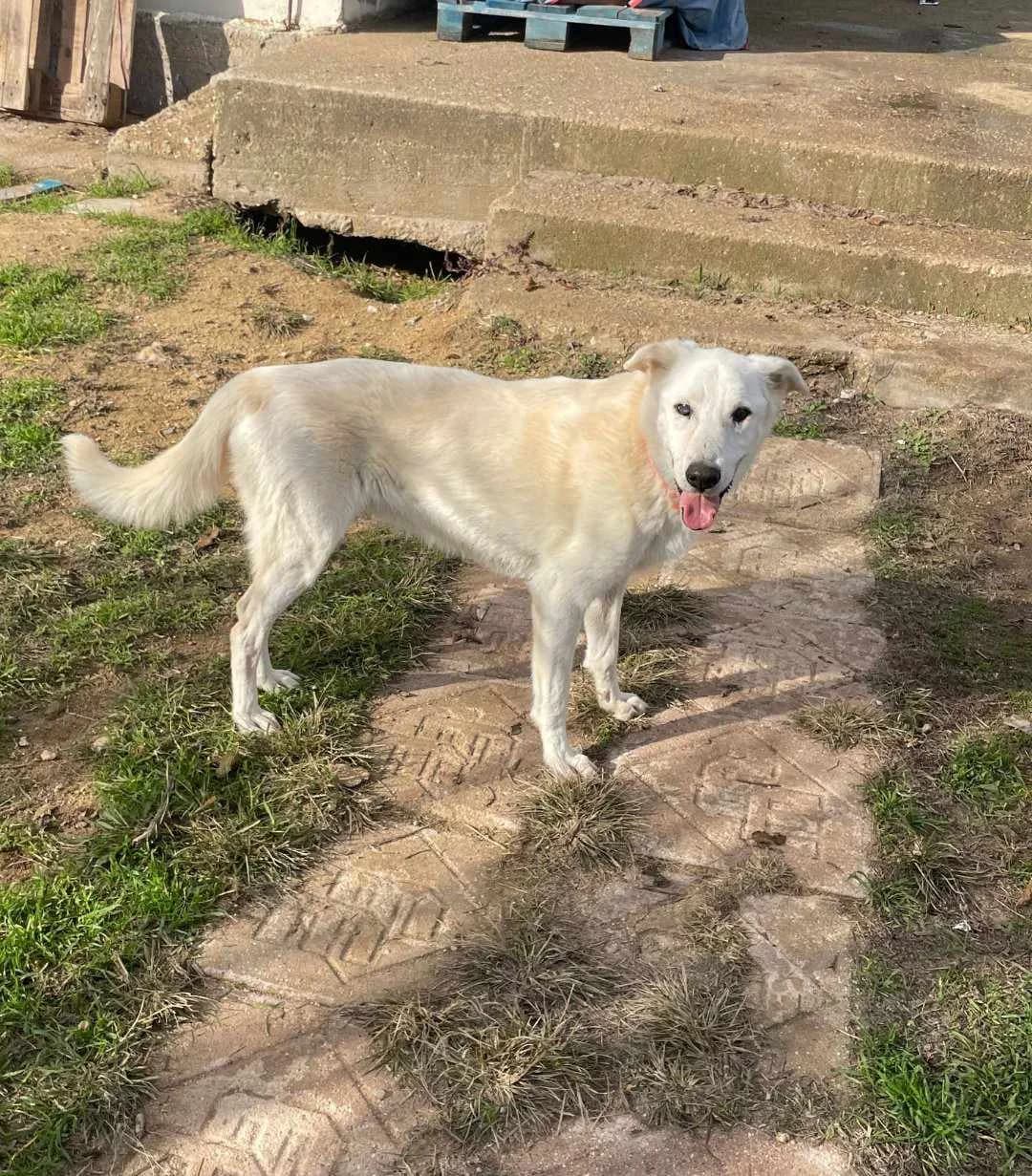 Elpida (Ελπίδα), Mixed Breed for adoption at Αδέσποτοι Φίλοι Ξάνθης, Ξάνθη