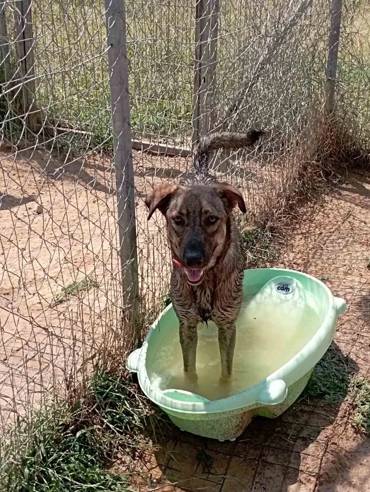 Mpraoyni (Μπράουνι), Mixed Breed for adoption at Αδέσποτοι Φίλοι Ξάνθης, Ξάνθη