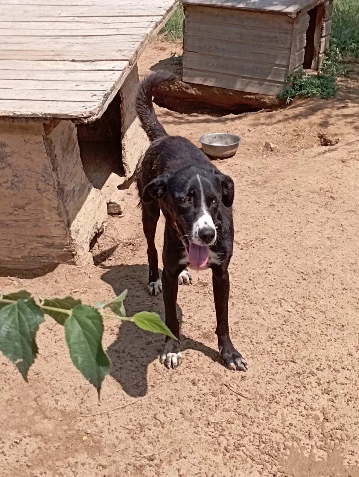 Rana (Loysi) (Ράνα (Λούσι)), Mixed Breed for adoption at Αδέσποτοι Φίλοι Ξάνθης, Ξάνθη