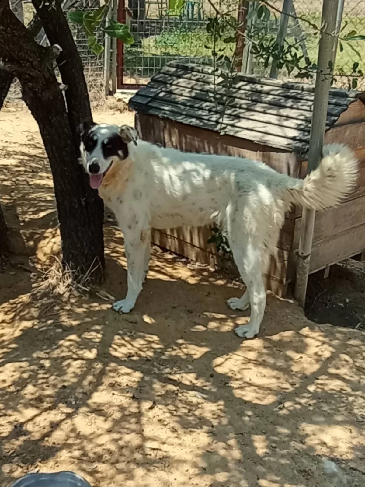 Roxy (Ρόξυ), Mixed Breed for adoption at Αδέσποτοι Φίλοι Ξάνθης, Ξάνθη