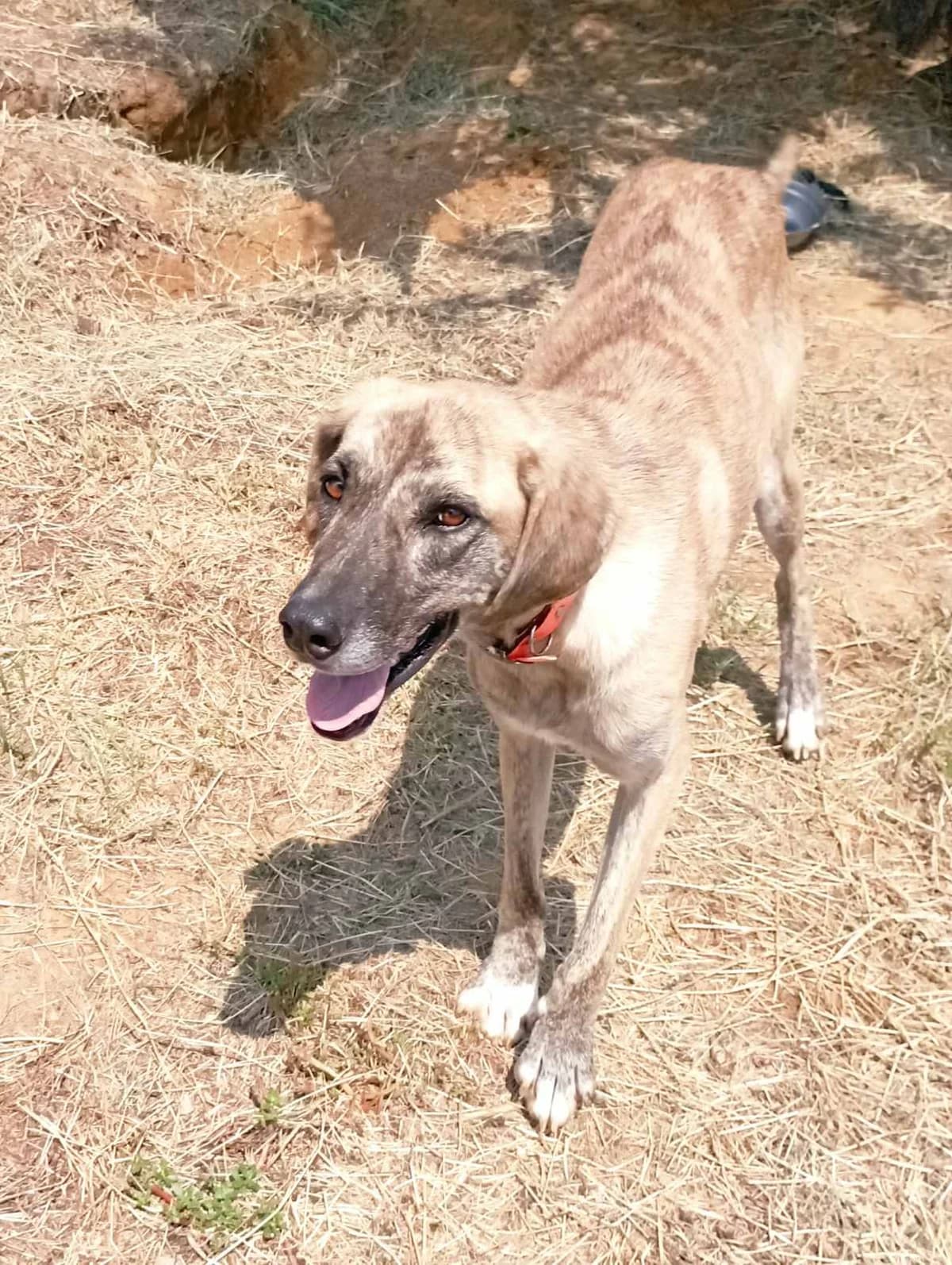 Ntoly (Ντόλυ), Mixed Breed for adoption at Αδέσποτοι Φίλοι Ξάνθης, Ξάνθη