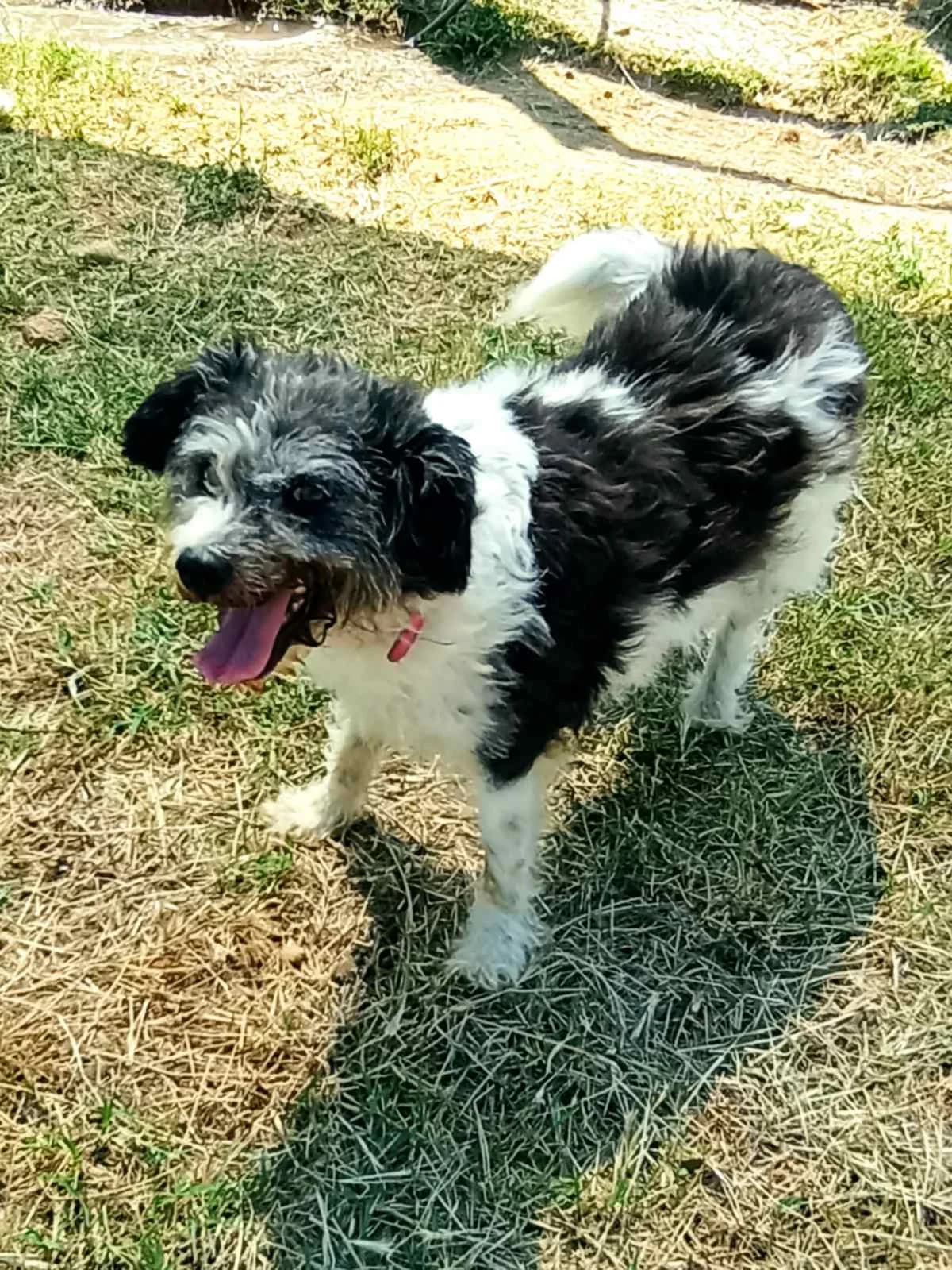 Mpizoy (Μπιζού), Mixed Breed for adoption at Αδέσποτοι Φίλοι Ξάνθης, Ξάνθη