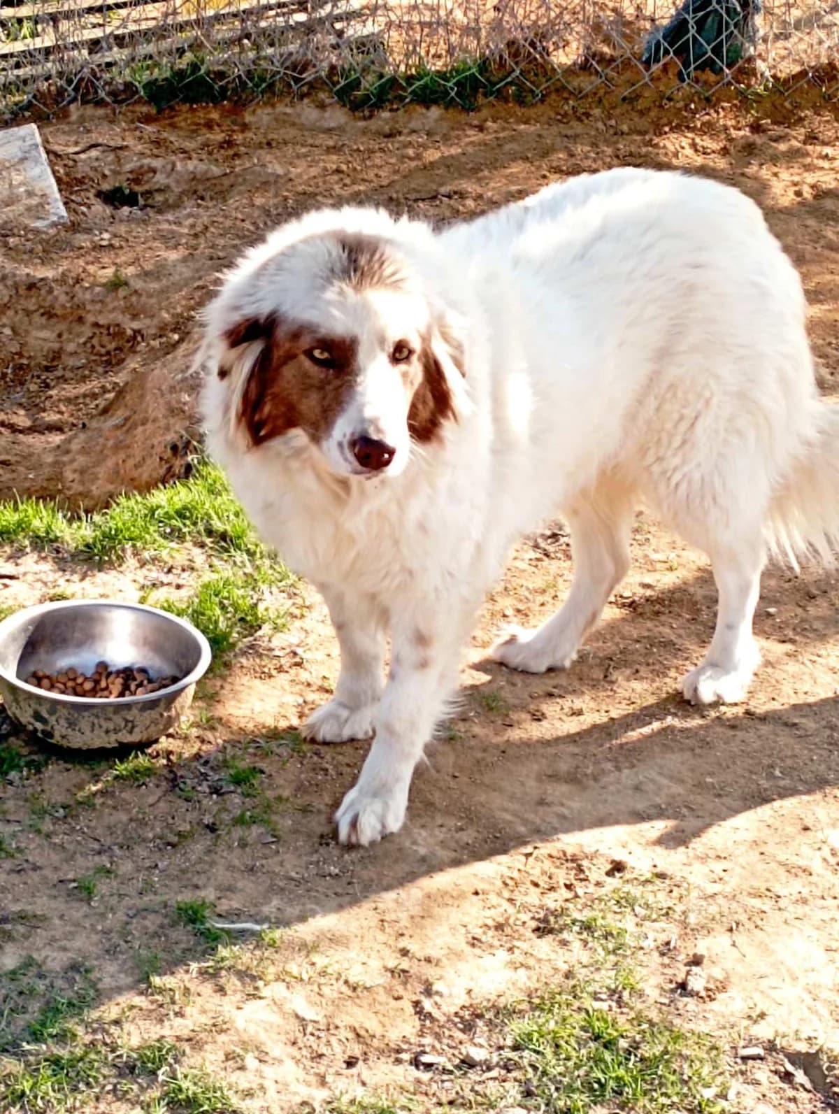 Mpoympoy (Μπουμπού), Mixed Breed for adoption at Αδέσποτοι Φίλοι Ξάνθης, Ξάνθη