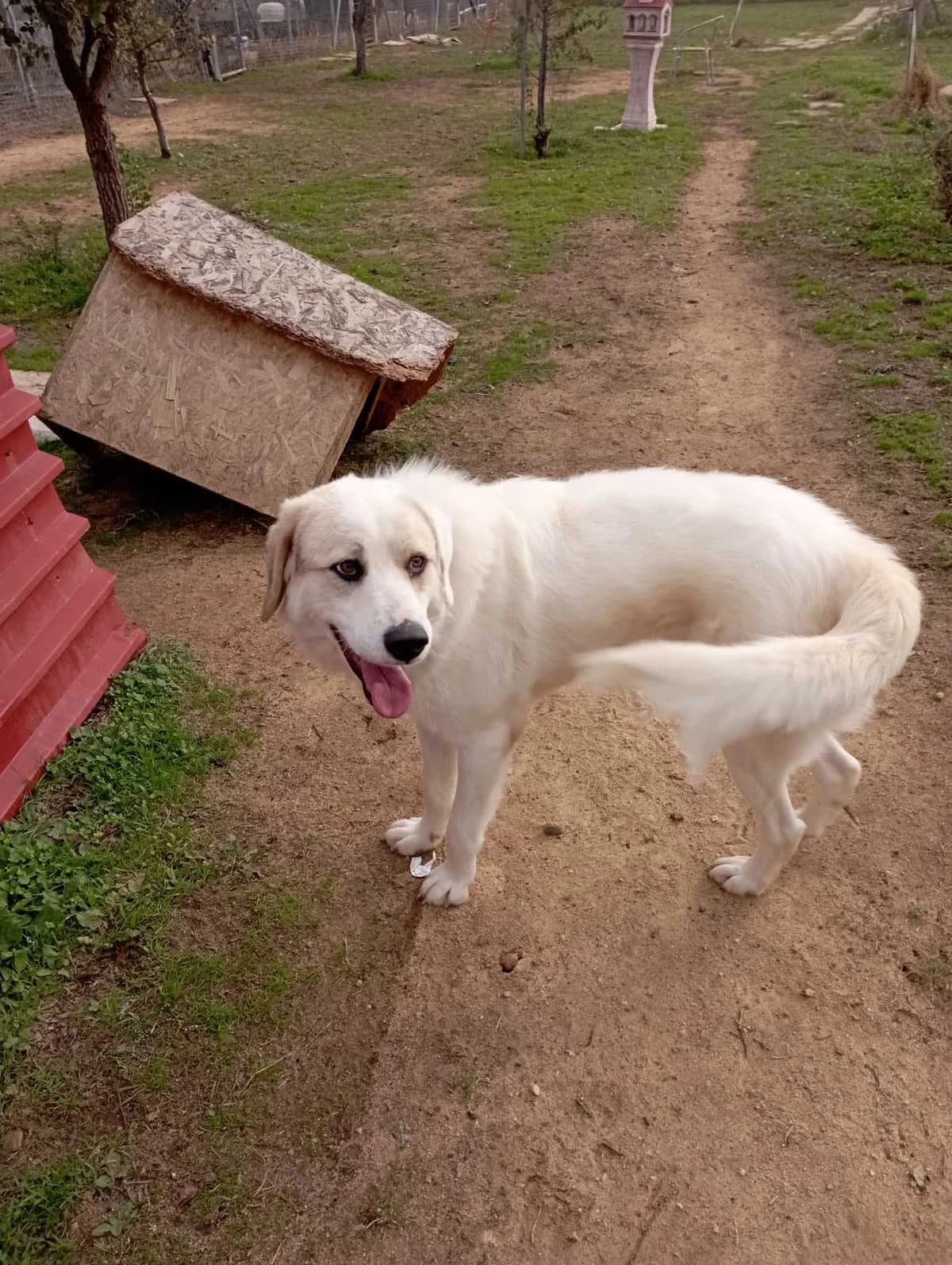 Frenty (Φρέντυ), Mixed Breed for adoption at Αδέσποτοι Φίλοι Ξάνθης, Ξάνθη