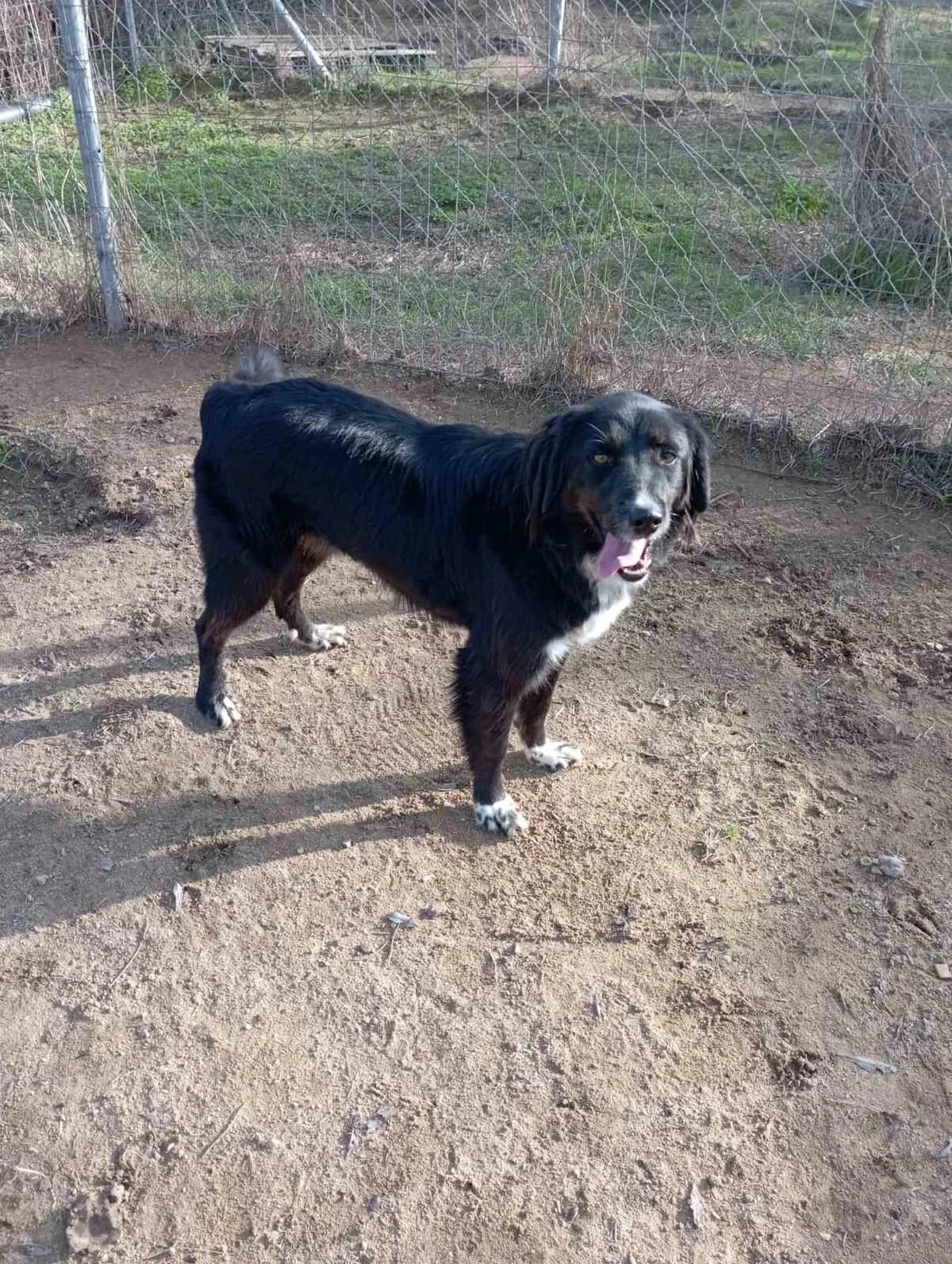 Sifis (Σήφης), Mixed Breed for adoption at Αδέσποτοι Φίλοι Ξάνθης, Ξάνθη