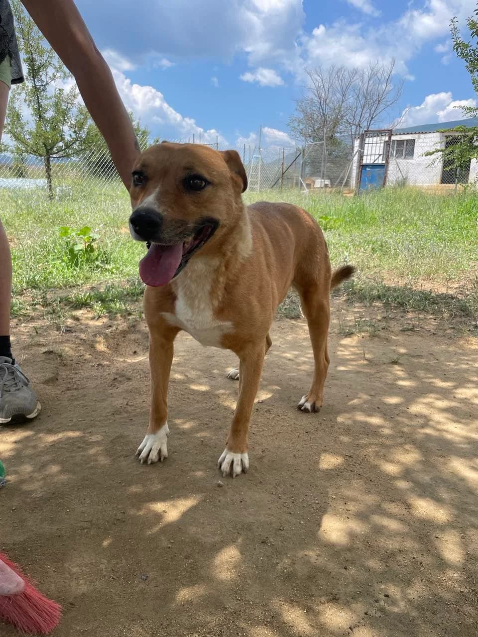 Sapfo (Σαπφώ), Mixed Breed for adoption at Αδέσποτοι Φίλοι Ξάνθης, Ξάνθη
