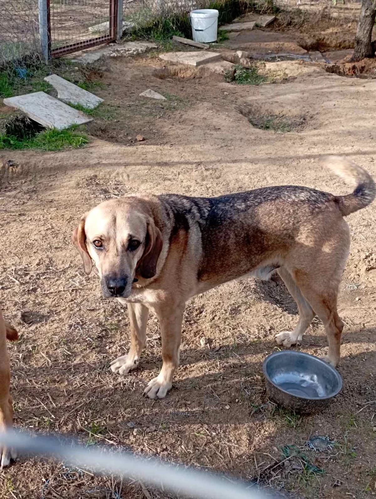 Άris (Tzotzos) (Άρης (Τζότζος)), Mixed Breed for adoption at Αδέσποτοι Φίλοι Ξάνθης, Ξάνθη