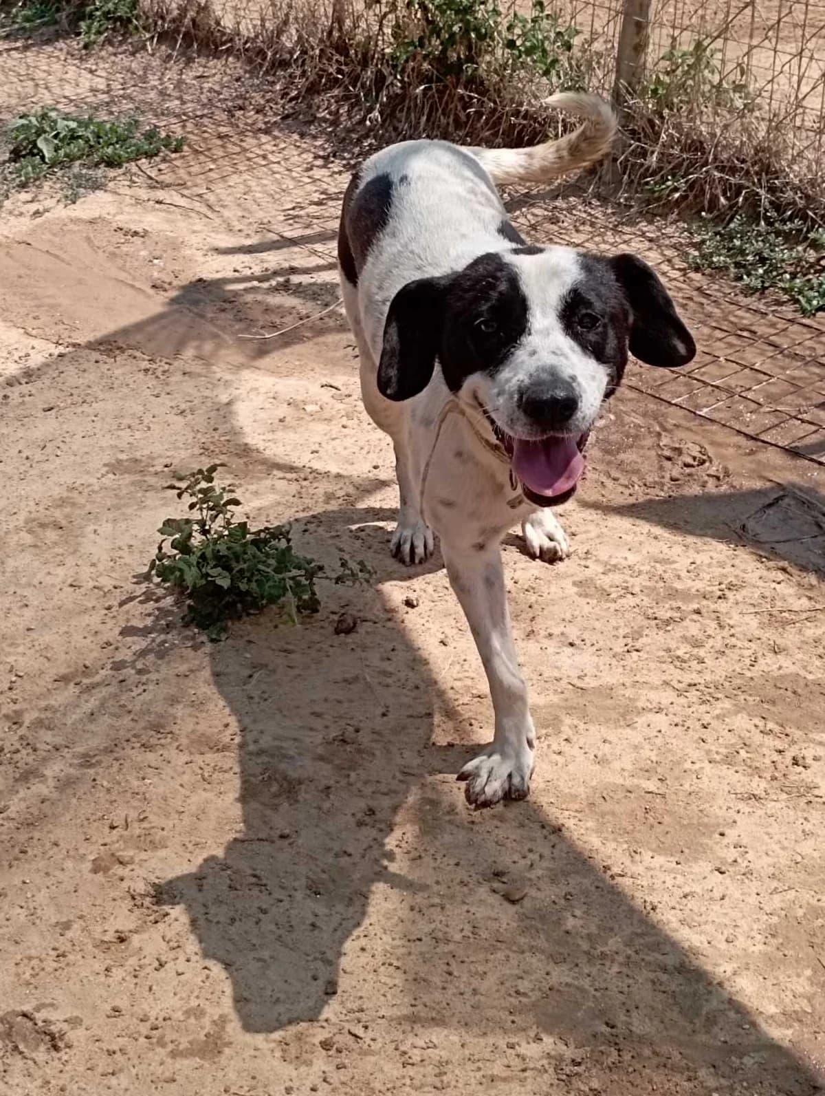 Moytsoyna (Μουτσούνα), Mixed Breed for adoption at Αδέσποτοι Φίλοι Ξάνθης, Ξάνθη