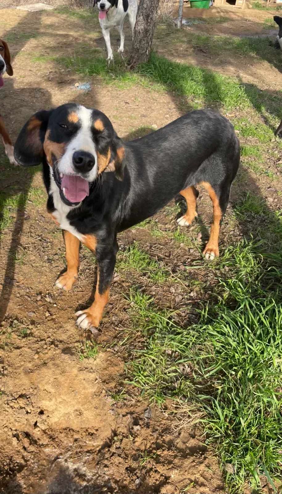 Mponita (Μπονίτα), Mixed Breed for adoption at Αδέσποτοι Φίλοι Ξάνθης, Ξάνθη