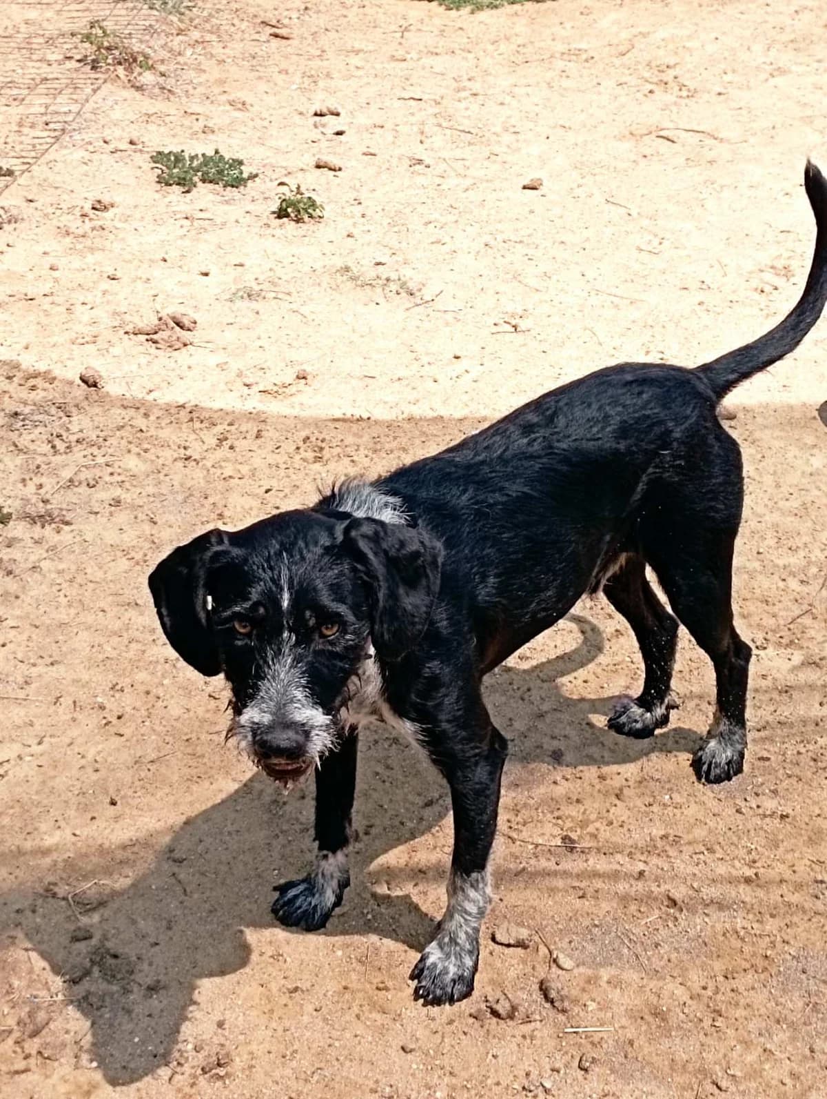 Thiseas (Θησέας), Mixed Breed for adoption at Αδέσποτοι Φίλοι Ξάνθης, Ξάνθη