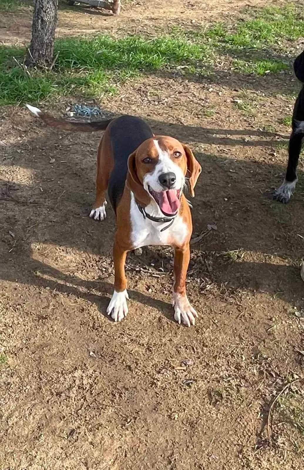 Pandora (Πανδώρα), Mixed Breed for adoption at Αδέσποτοι Φίλοι Ξάνθης, Ξάνθη