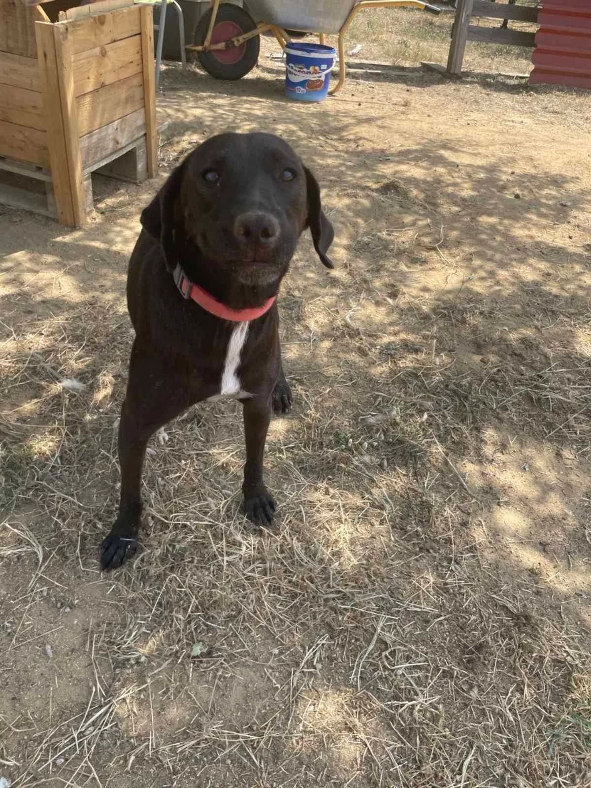 Tzesi (Τζέσι), Mixed Breed for adoption at Αδέσποτοι Φίλοι Ξάνθης, Ξάνθη